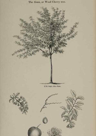 Reproducción/Reproduction 7064303295: Arboretum et fruticetum britannicum, or :. London :J.C. Loudon,1844.