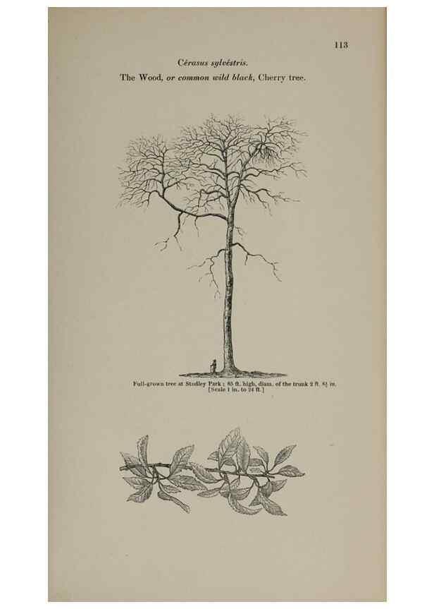 Reproducción/Reproduction 6918224894: Arboretum et fruticetum britannicum, or :. London :J.C. Loudon,1844.