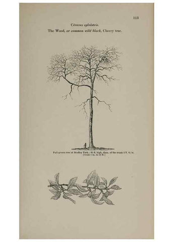 Reproducción/Reproduction 6918224894: Arboretum et fruticetum britannicum, or :. London :J.C. Loudon,1844.