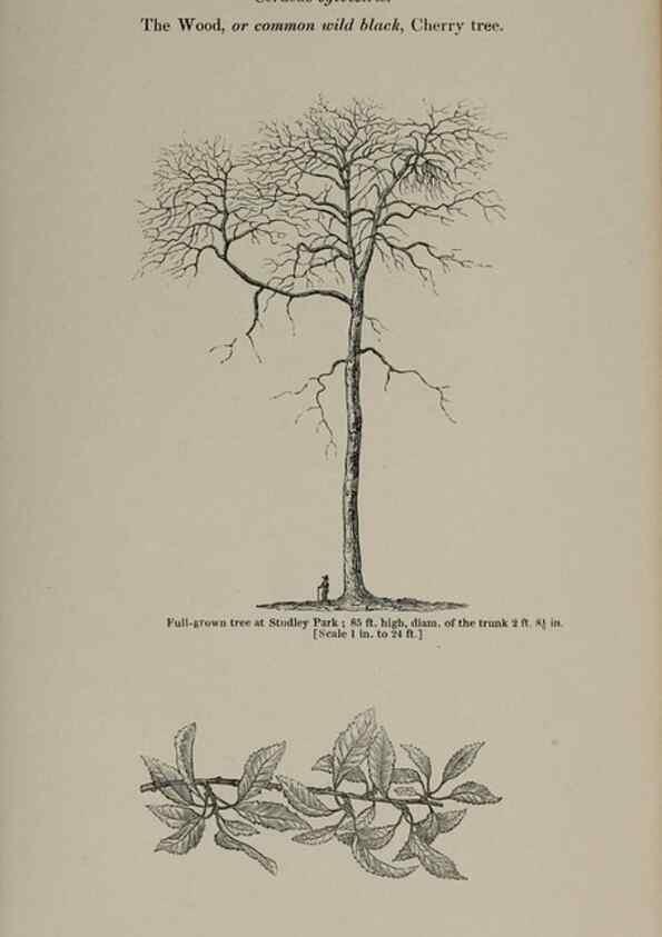 Reproducción/Reproduction 6918224894: Arboretum et fruticetum britannicum, or :. London :J.C. Loudon,1844.