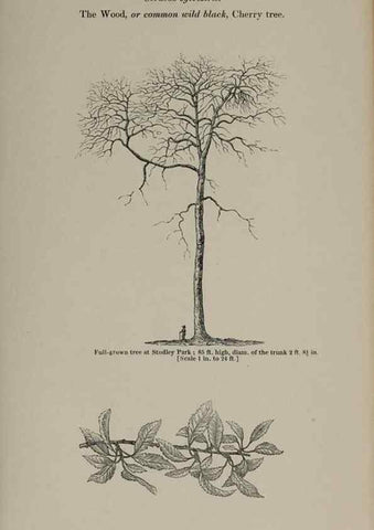 Reproducción/Reproduction 6918224894: Arboretum et fruticetum britannicum, or :. London :J.C. Loudon,1844.