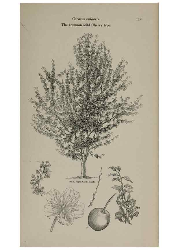 Reproducción/Reproduction 7064303869: Arboretum et fruticetum britannicum, or :. London :J.C. Loudon,1844.