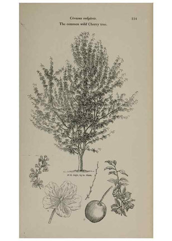 Reproducción/Reproduction 7064303869: Arboretum et fruticetum britannicum, or :. London :J.C. Loudon,1844.