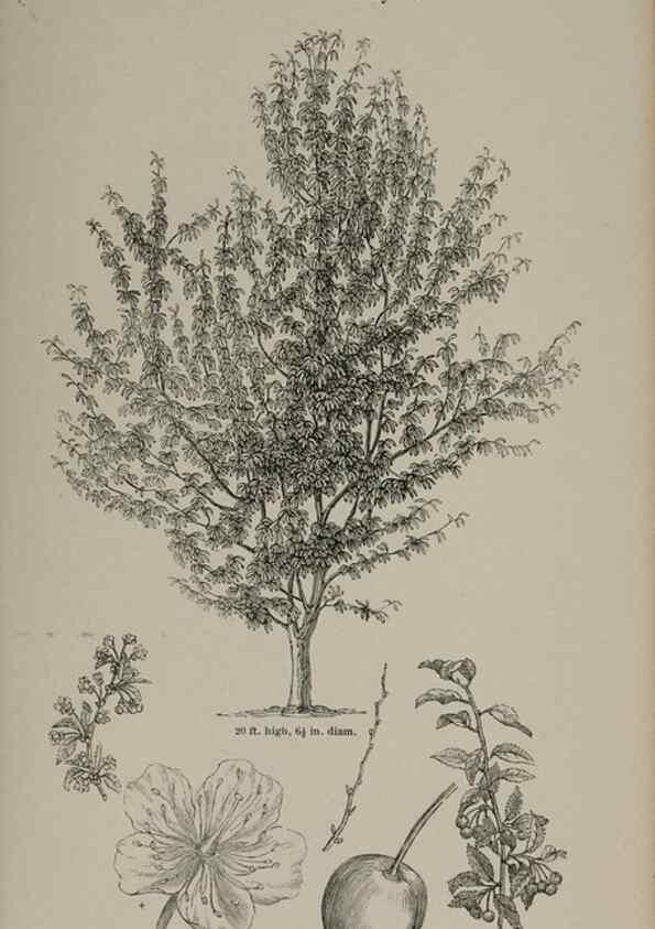 Reproducción/Reproduction 7064303869: Arboretum et fruticetum britannicum, or :. London :J.C. Loudon,1844.