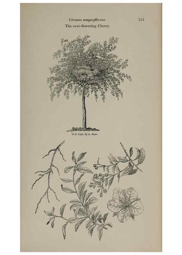 Reproducción/Reproduction 6918225726: Arboretum et fruticetum britannicum, or :. London :J.C. Loudon,1844.