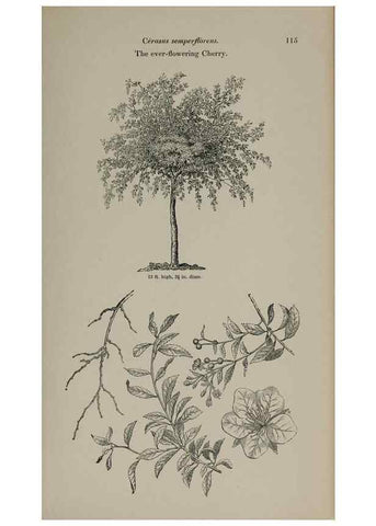 Reproducción/Reproduction 6918225726: Arboretum et fruticetum britannicum, or :. London :J.C. Loudon,1844.
