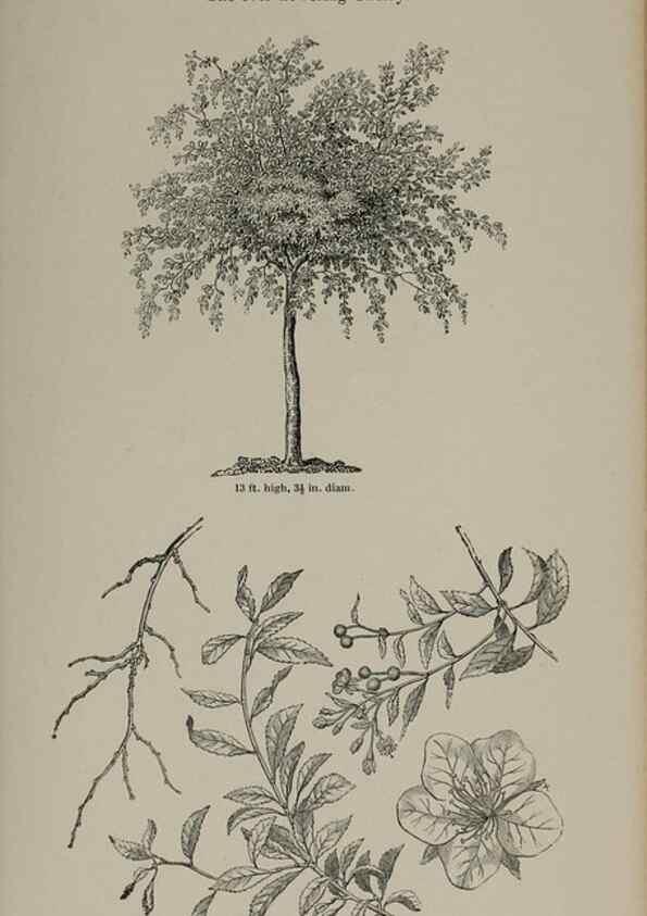 Reproducción/Reproduction 6918225726: Arboretum et fruticetum britannicum, or :. London :J.C. Loudon,1844.