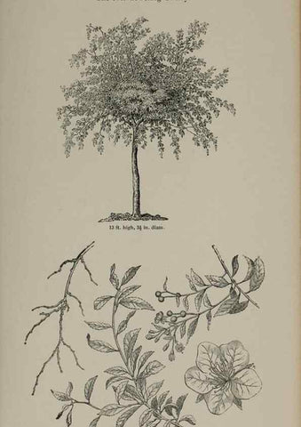 Reproducción/Reproduction 6918225726: Arboretum et fruticetum britannicum, or :. London :J.C. Loudon,1844.