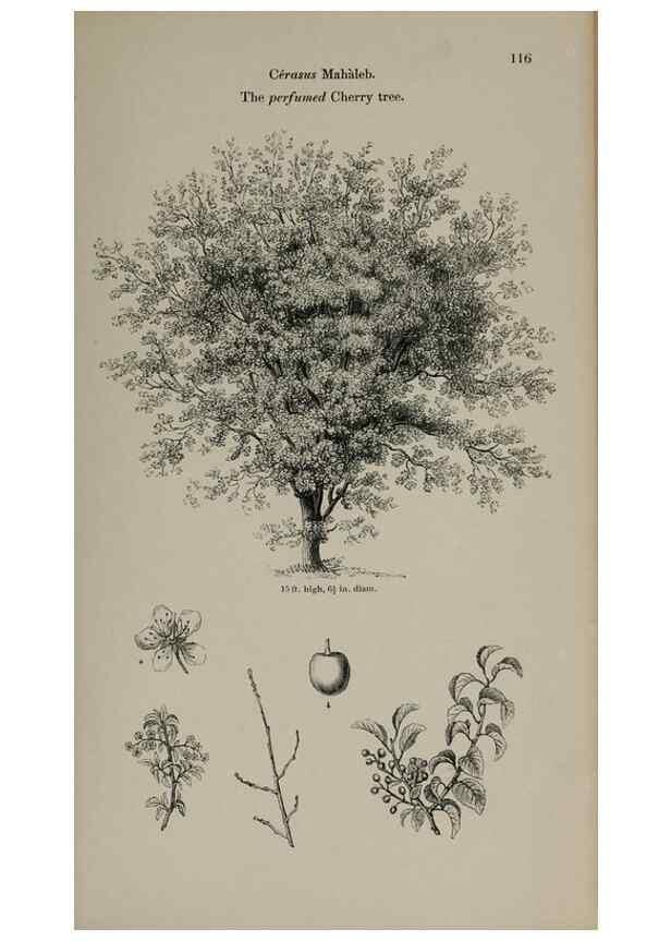 Reproducción/Reproduction 7064304859: Arboretum et fruticetum britannicum, or :. London :J.C. Loudon,1844.