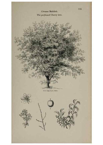 Reproducción/Reproduction 7064304859: Arboretum et fruticetum britannicum, or :. London :J.C. Loudon,1844.