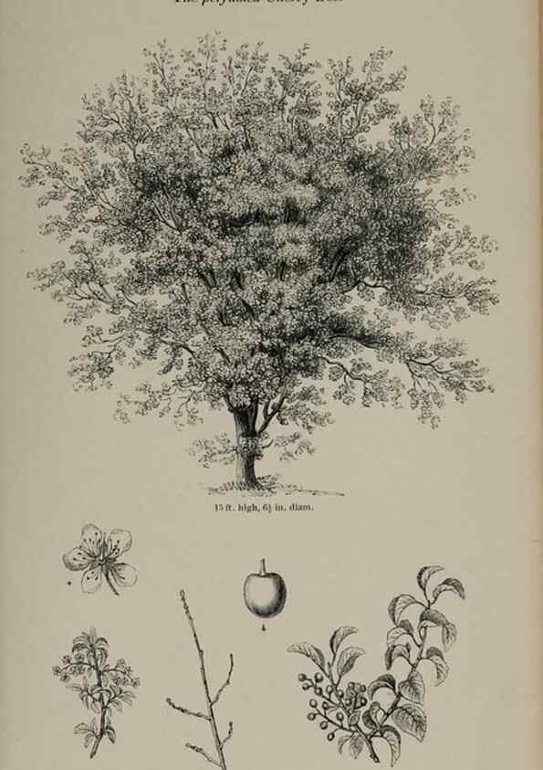 Reproducción/Reproduction 7064304859: Arboretum et fruticetum britannicum, or :. London :J.C. Loudon,1844.