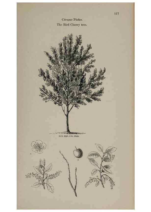 Reproducción/Reproduction 7064305375: Arboretum et fruticetum britannicum, or :. London :J.C. Loudon,1844.