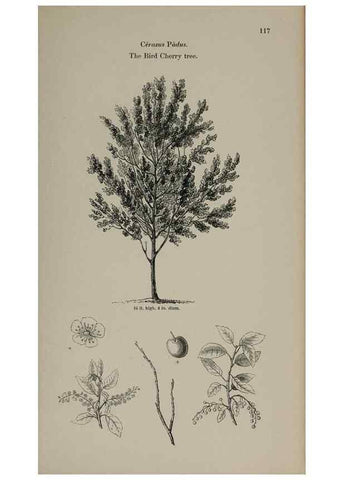 Reproducción/Reproduction 7064305375: Arboretum et fruticetum britannicum, or :. London :J.C. Loudon,1844.