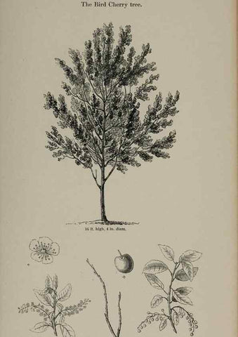 Reproducción/Reproduction 7064305375: Arboretum et fruticetum britannicum, or :. London :J.C. Loudon,1844.
