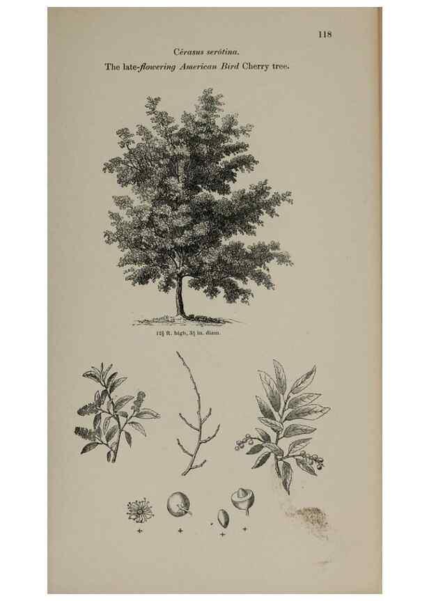 Reproducción/Reproduction 7064305871: Arboretum et fruticetum britannicum, or :. London :J.C. Loudon,1844.