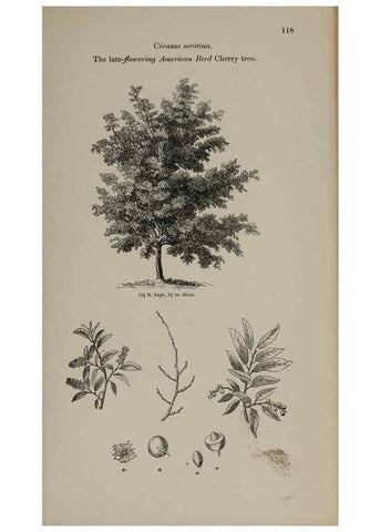 Reproducción/Reproduction 7064305871: Arboretum et fruticetum britannicum, or :. London :J.C. Loudon,1844.