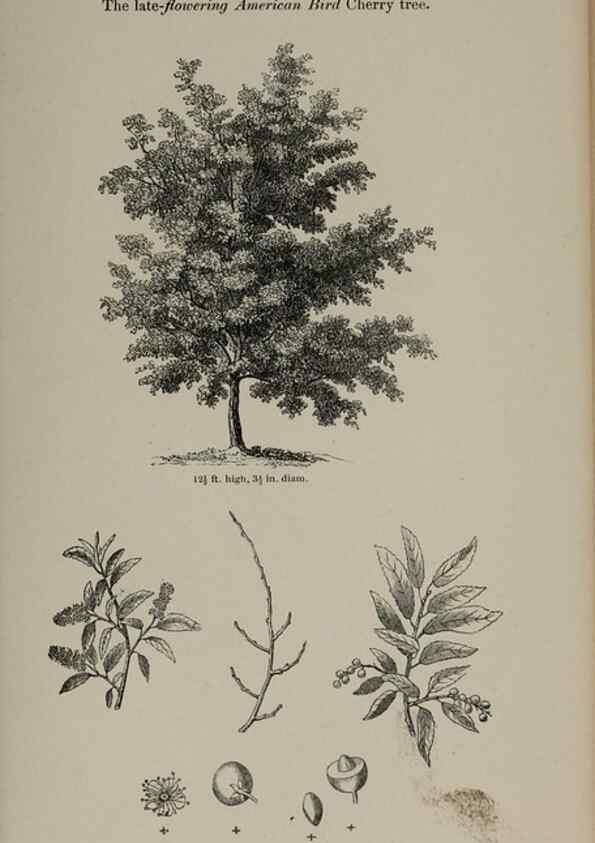 Reproducción/Reproduction 7064305871: Arboretum et fruticetum britannicum, or :. London :J.C. Loudon,1844.