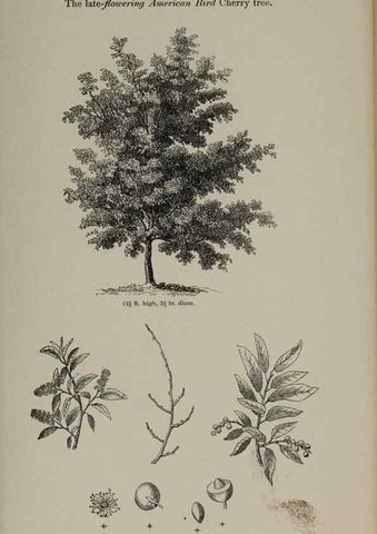 Reproducción/Reproduction 7064305871: Arboretum et fruticetum britannicum, or :. London :J.C. Loudon,1844.