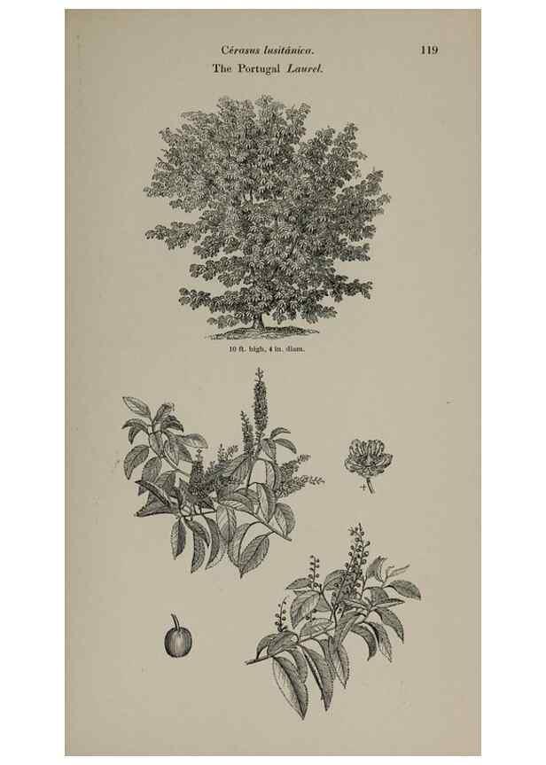 Reproducción/Reproduction 6918227878: Arboretum et fruticetum britannicum, or :. London :J.C. Loudon,1844.