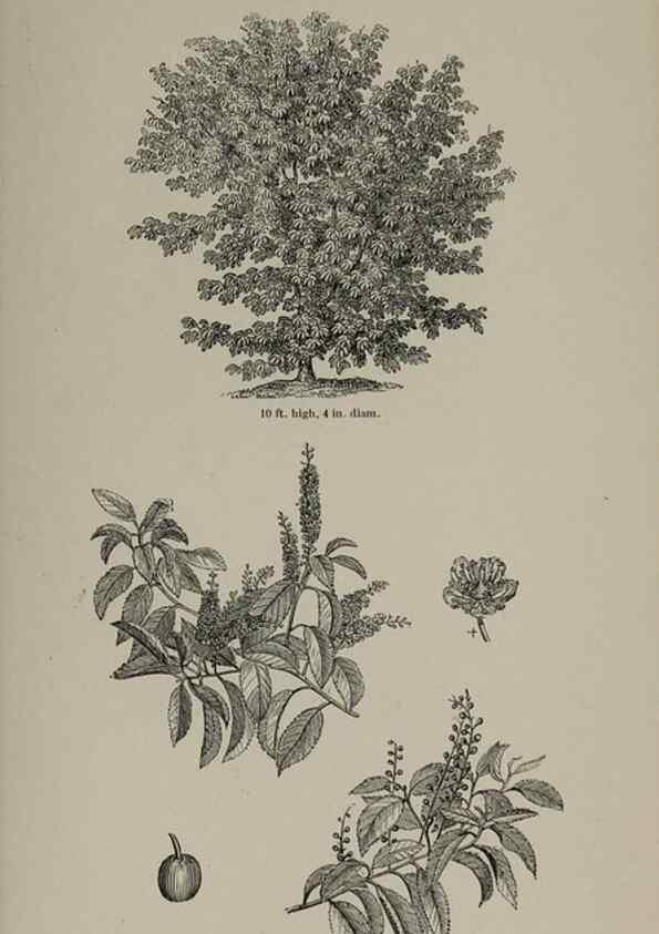 Reproducción/Reproduction 6918227878: Arboretum et fruticetum britannicum, or :. London :J.C. Loudon,1844.