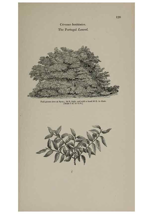 Reproducción/Reproduction 6918228992: Arboretum et fruticetum britannicum, or :. London :J.C. Loudon,1844.