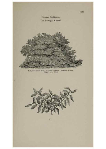 Reproducción/Reproduction 6918228992: Arboretum et fruticetum britannicum, or :. London :J.C. Loudon,1844.