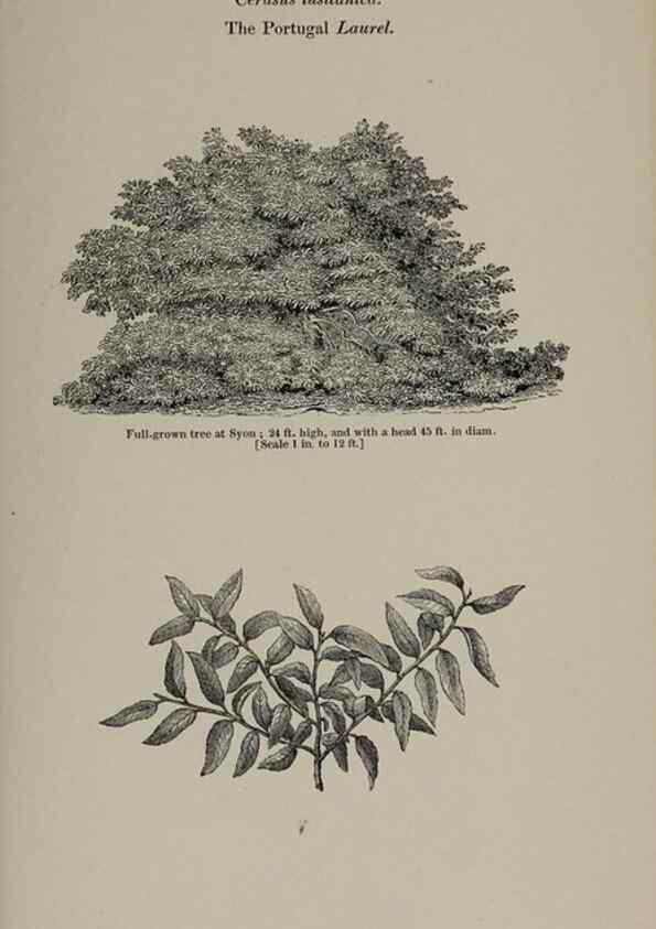 Reproducción/Reproduction 6918228992: Arboretum et fruticetum britannicum, or :. London :J.C. Loudon,1844.