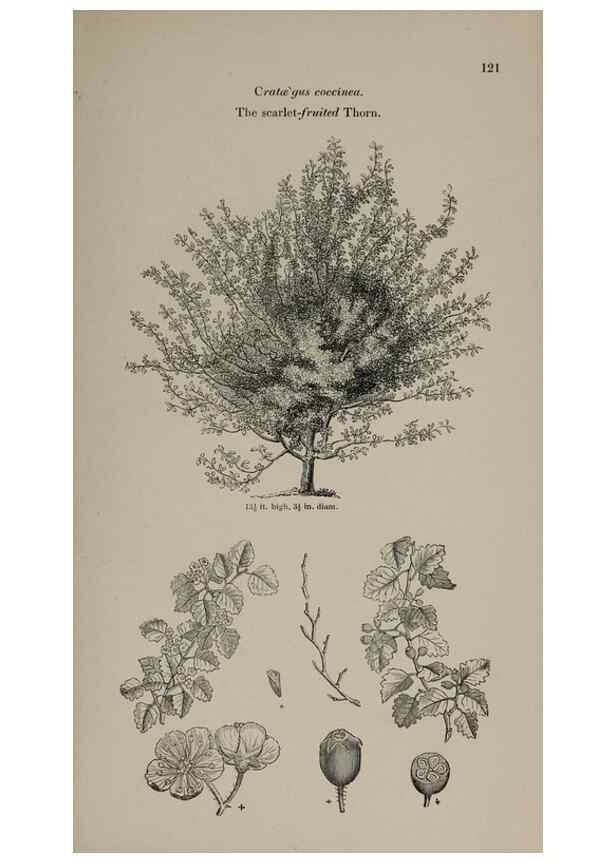 Reproducción/Reproduction 6918229490: Arboretum et fruticetum britannicum, or :. London :J.C. Loudon,1844.