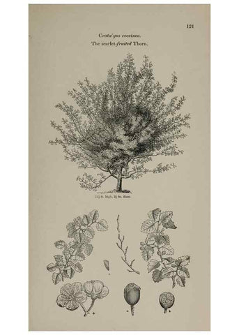 Reproducción/Reproduction 6918229490: Arboretum et fruticetum britannicum, or :. London :J.C. Loudon,1844.