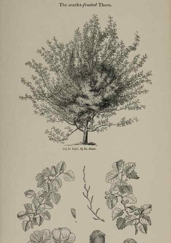 Reproducción/Reproduction 6918229490: Arboretum et fruticetum britannicum, or :. London :J.C. Loudon,1844.