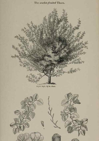 Reproducción/Reproduction 6918229490: Arboretum et fruticetum britannicum, or :. London :J.C. Loudon,1844.