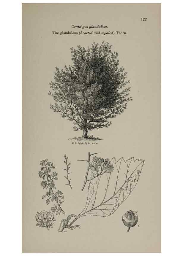 Reproducción/Reproduction 6918229858: Arboretum et fruticetum britannicum, or :. London :J.C. Loudon,1844.