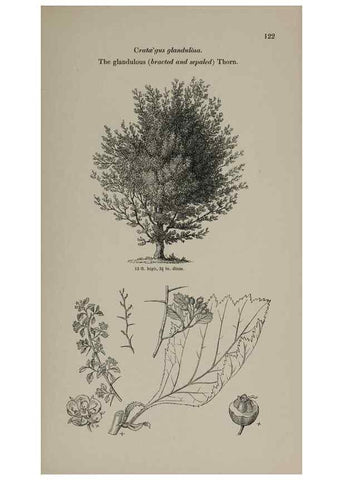 Reproducción/Reproduction 6918229858: Arboretum et fruticetum britannicum, or :. London :J.C. Loudon,1844.
