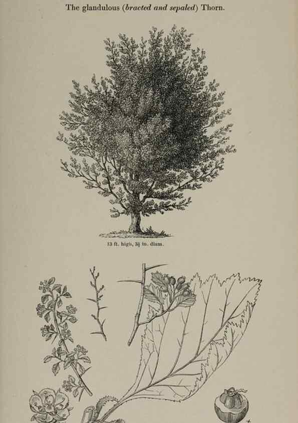 Reproducción/Reproduction 6918229858: Arboretum et fruticetum britannicum, or :. London :J.C. Loudon,1844.