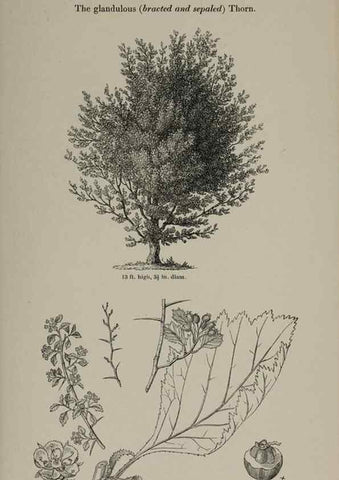 Reproducción/Reproduction 6918229858: Arboretum et fruticetum britannicum, or :. London :J.C. Loudon,1844.