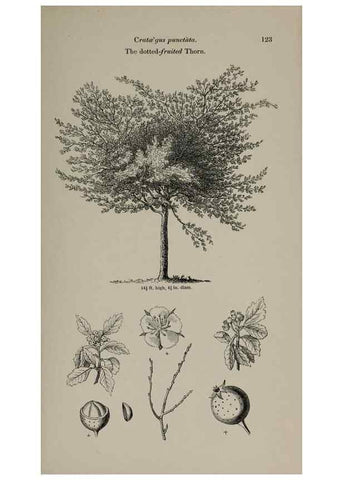 Reproducción/Reproduction 7064308685: Arboretum et fruticetum britannicum, or :. London :J.C. Loudon,1844.