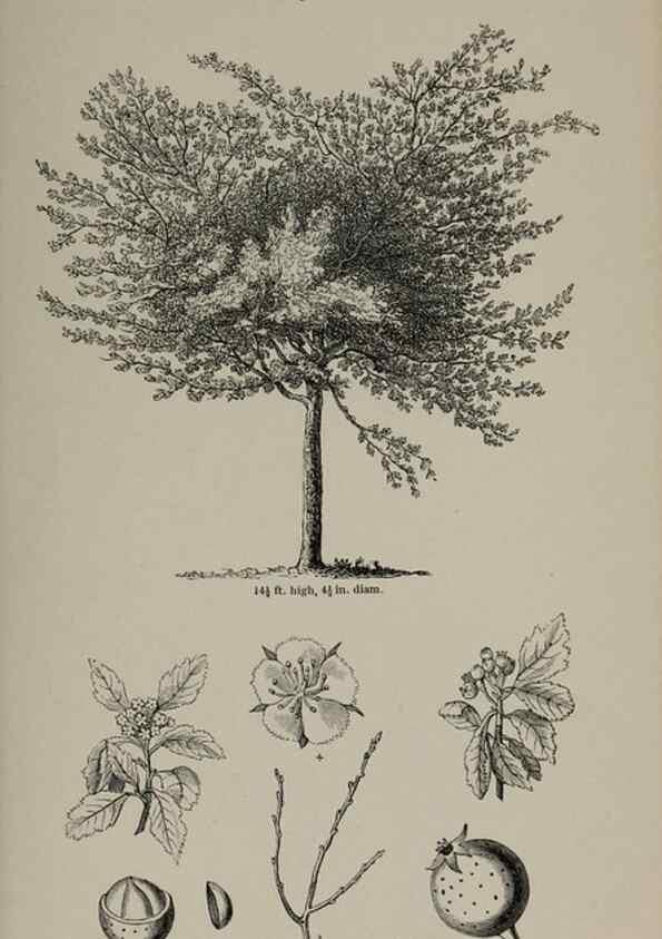 Reproducción/Reproduction 7064308685: Arboretum et fruticetum britannicum, or :. London :J.C. Loudon,1844.