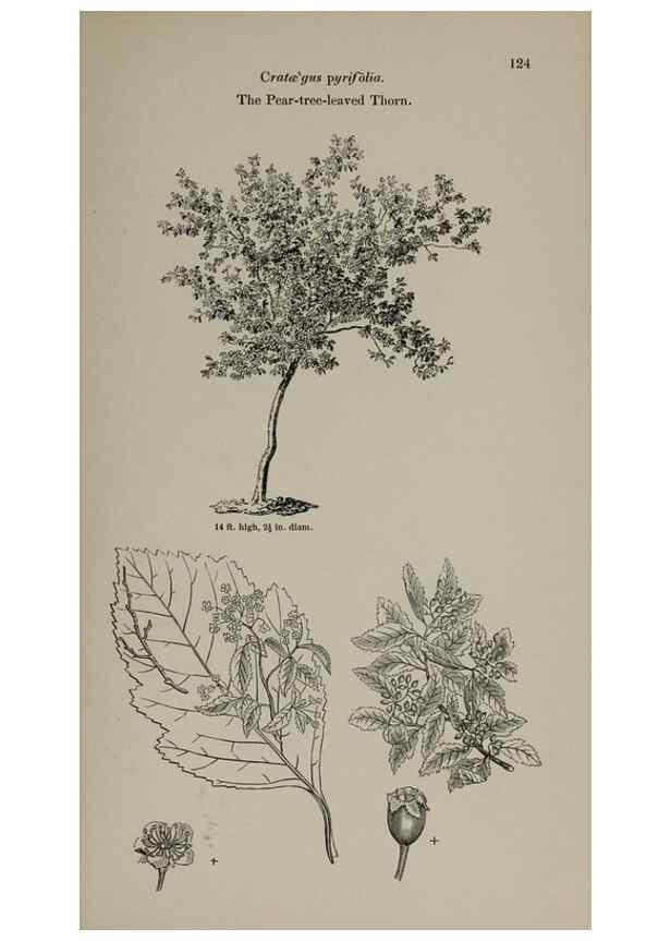 Reproducción/Reproduction 7064309187: Arboretum et fruticetum britannicum, or :. London :J.C. Loudon,1844.