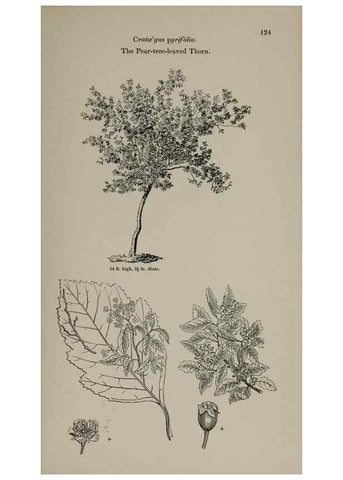 Reproducción/Reproduction 7064309187: Arboretum et fruticetum britannicum, or :. London :J.C. Loudon,1844.