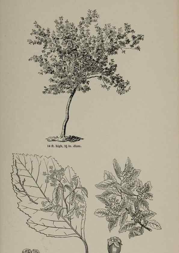 Reproducción/Reproduction 7064309187: Arboretum et fruticetum britannicum, or :. London :J.C. Loudon,1844.