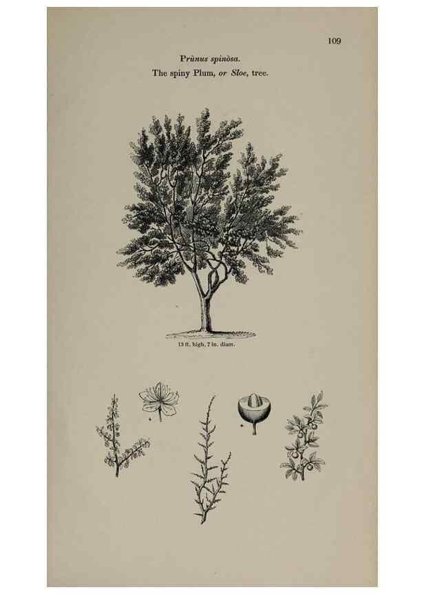Reproducción/Reproduction 6918223218: Arboretum et fruticetum britannicum, or :. London :J.C. Loudon,1844.