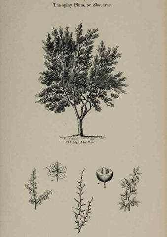 Reproducción/Reproduction 6918223218: Arboretum et fruticetum britannicum, or :. London :J.C. Loudon,1844.
