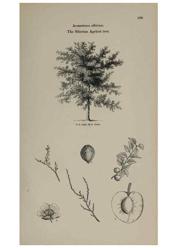 Reproducción/Reproduction 6918222678: Arboretum et fruticetum britannicum, or :. London :J.C. Loudon,1844.