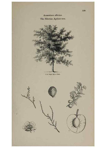 Reproducción/Reproduction 6918222678: Arboretum et fruticetum britannicum, or :. London :J.C. Loudon,1844.