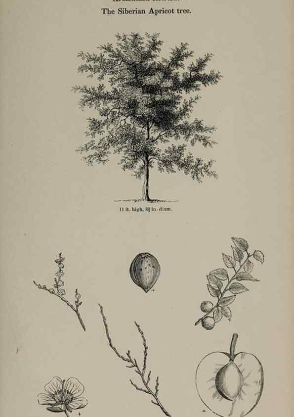 Reproducción/Reproduction 6918222678: Arboretum et fruticetum britannicum, or :. London :J.C. Loudon,1844.