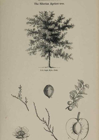 Reproducción/Reproduction 6918222678: Arboretum et fruticetum britannicum, or :. London :J.C. Loudon,1844.