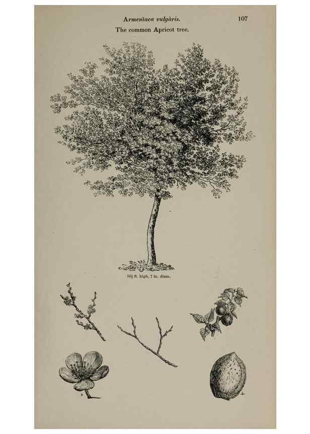 Reproducción/Reproduction 7064300929: Arboretum et fruticetum britannicum, or :. London :J.C. Loudon,1844.