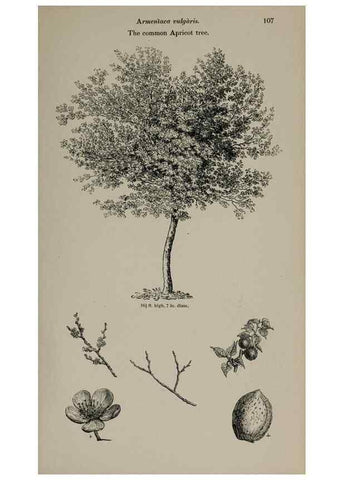 Reproducción/Reproduction 7064300929: Arboretum et fruticetum britannicum, or :. London :J.C. Loudon,1844.