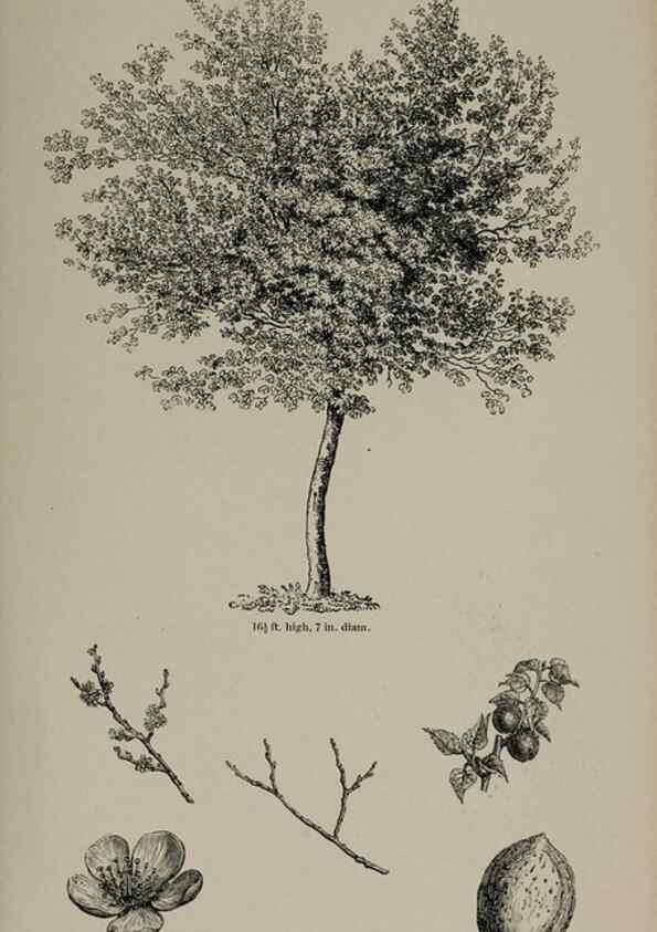 Reproducción/Reproduction 7064300929: Arboretum et fruticetum britannicum, or :. London :J.C. Loudon,1844.