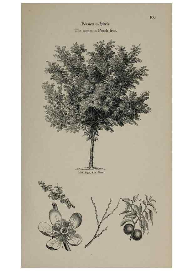 Reproducción/Reproduction 7064300605: Arboretum et fruticetum britannicum, or :. London :J.C. Loudon,1844.